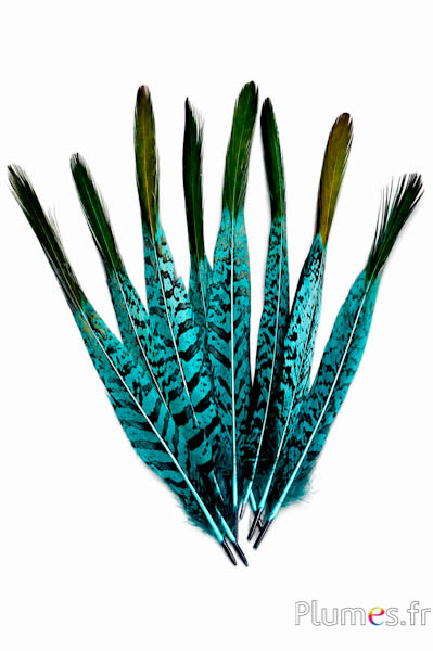Fazant Lady Armherst - 20-23 cm - jade-zwart